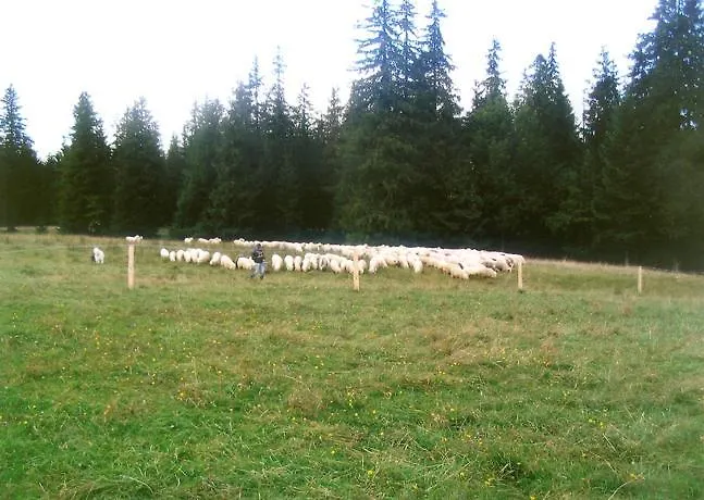 Watra * קונינקי